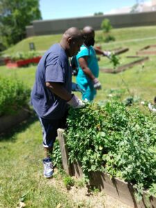 Two people working in a garden with plants.