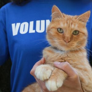 A person holding an orange cat in their arms.